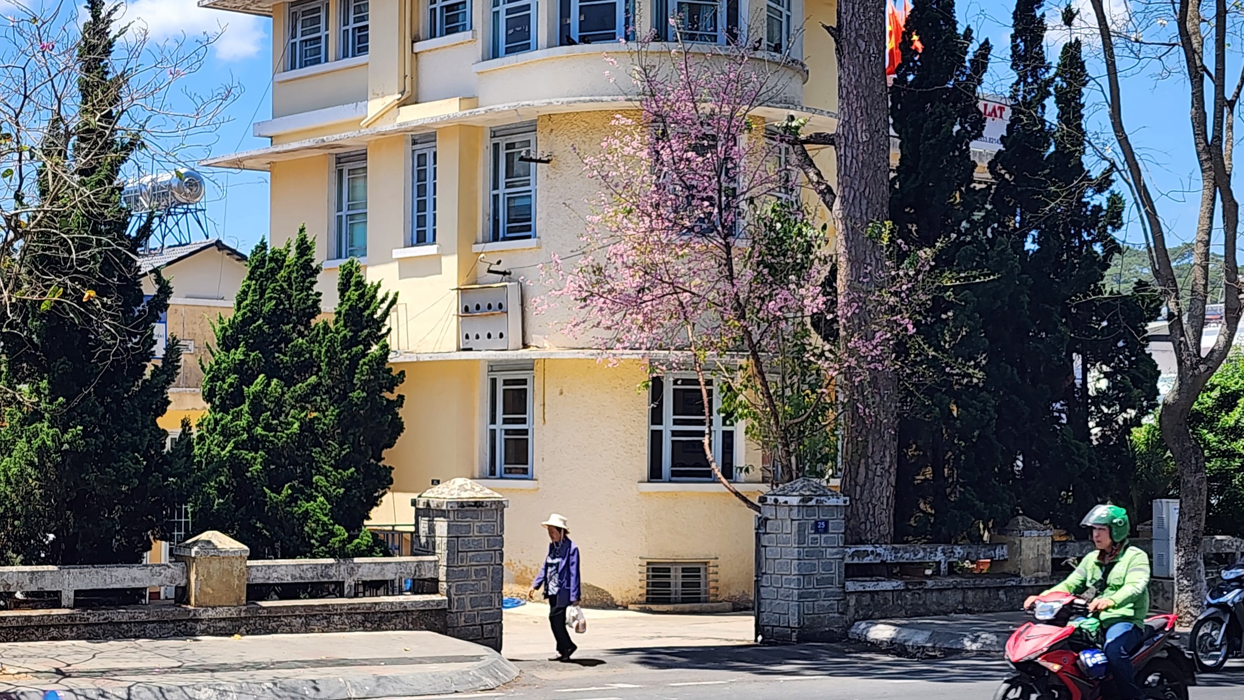 Suddenly cherry blossoms bloom in midApril Vietnam.vn