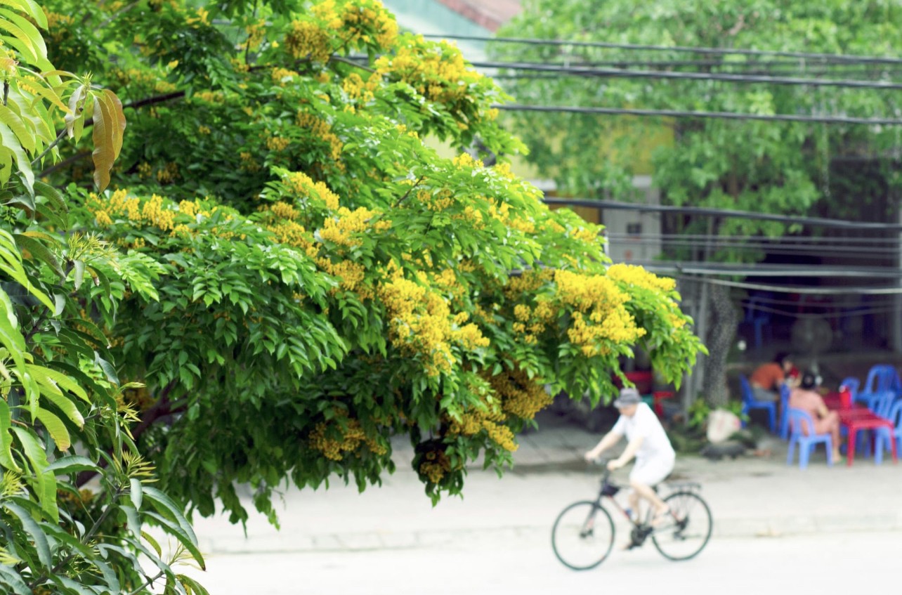 Mỗi độ tháng 4 về, nhiều con đường ở TP Hà Tĩnh lại được 