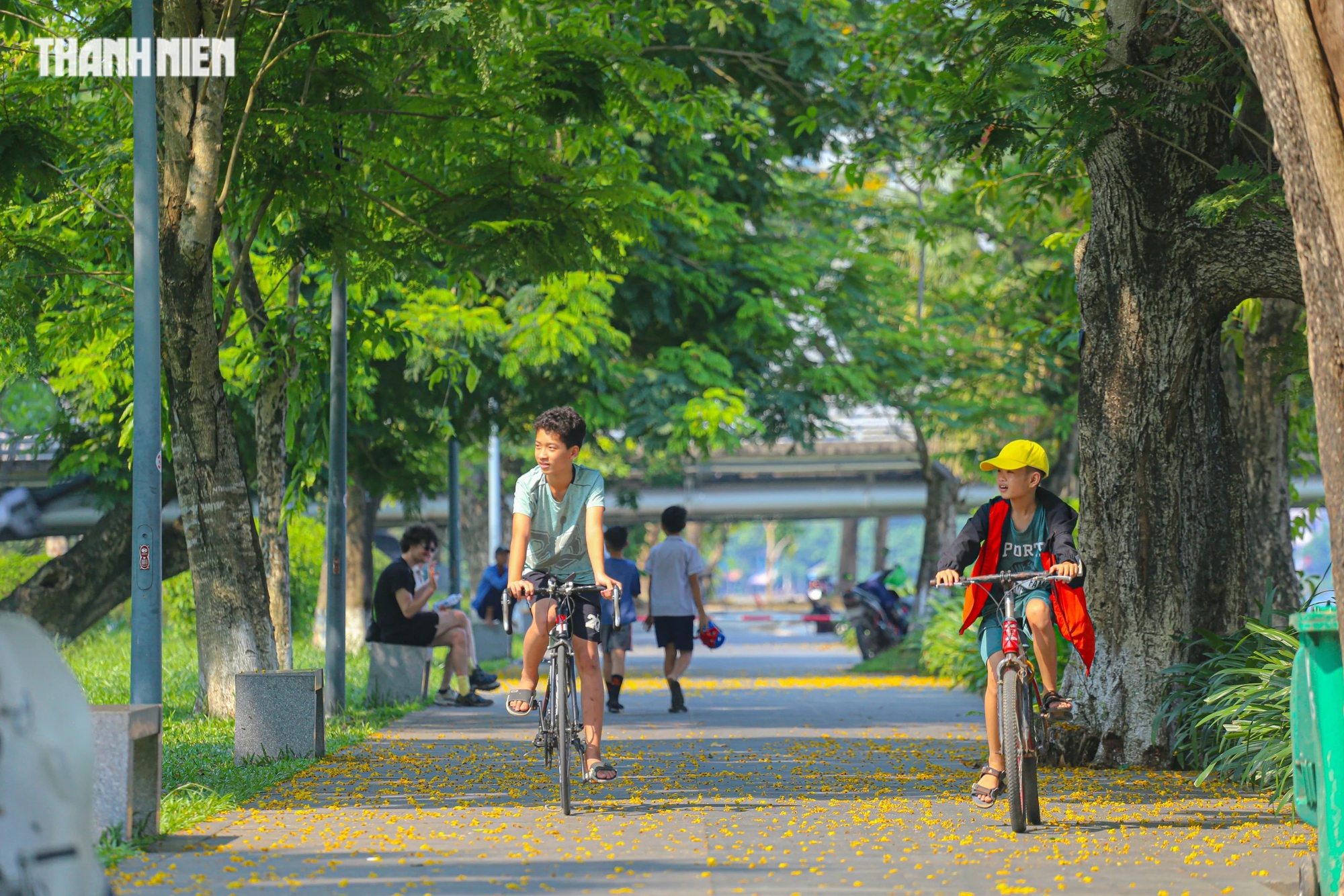 Cùng phượng vĩ, điệp vàng cũng gắn liền với biết bao kỷ niệm của học trò và trẻ em xứ Huế