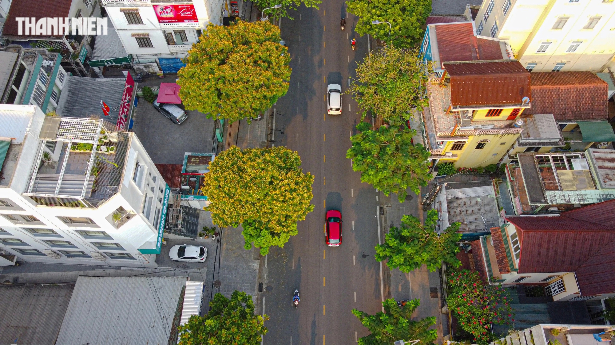 Trong cái nắng đầu hạ, điệp vàng bung nở nhuộm vàng mọi ngóc ngách, cung đường