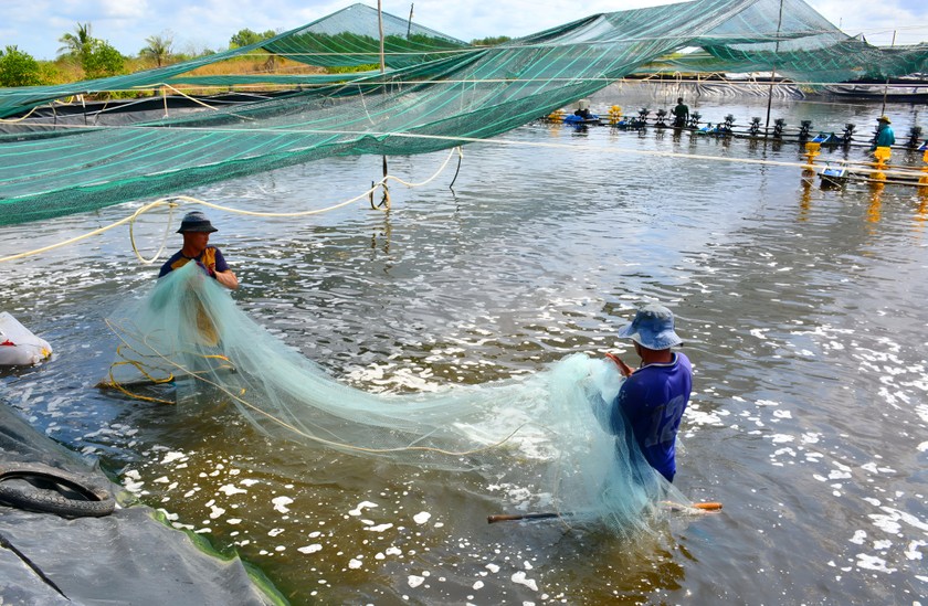 Theo các chuyên gia ngành thủy sản chia sẻ giải pháp về kiểm soát môi trường nuôi tôm, lựa chọn đầu tư mô hình phù hợp để con giống thích ứng đạt kết quả cao.