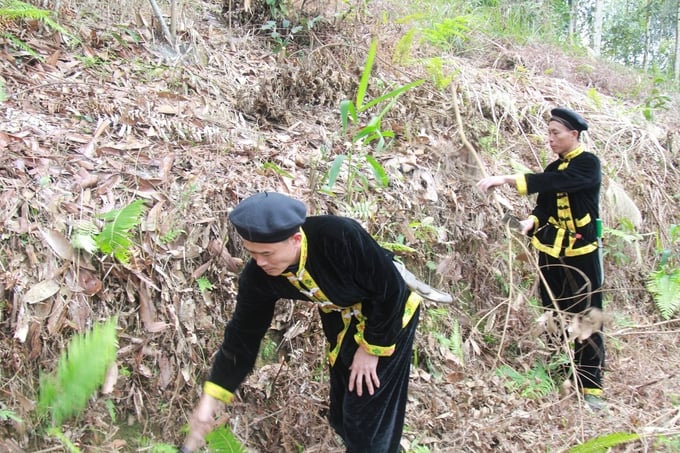 Các hộ dân áp dụng các biện pháp thủ công để quản lý cỏ dại cho các diện tích quế hữu cơ. Ảnh: Thanh Tiến.