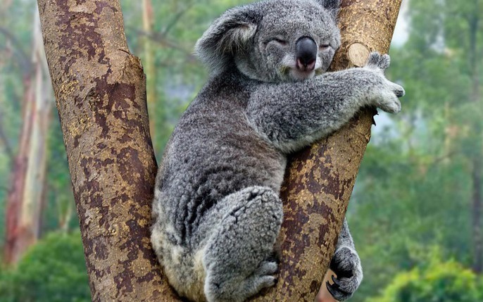 Gấu Koala sống chủ yếu ở vùng dọc theo bờ biển phía Đông và phía Nam của Úc. Ảnh Wiki