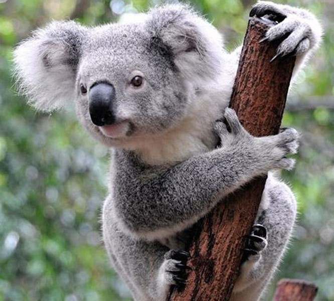 Koala có thể chạy nhanh như thỏ, nhưng vì để tiết kiệm năng lượng cho việc tiêu hóa, chúng sẽ không chạy nếu không cần thiết.