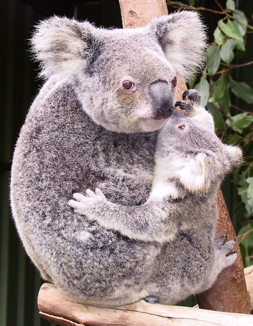 Những con Koala mới sinh không thể ăn được lá bạch đàn, nên chúng phải ăn... phân của mẹ trong thời kỳ đầu để sinh sống. Ảnh Asun