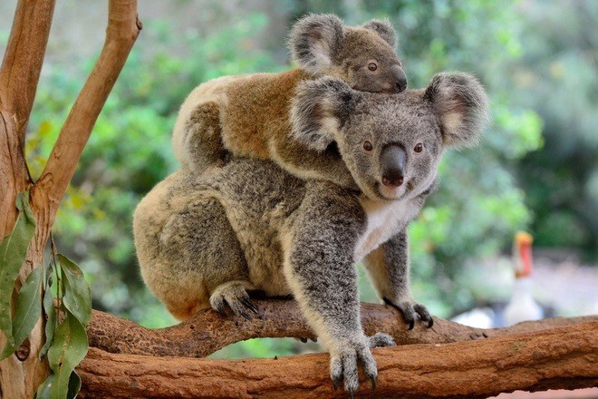 Koala không phải là gấu, chúng có túi như kangaroo để koala con được nuôi dưỡng trong túi của mẹ cho đến khi chúng phát triển đầy đủ. Khi mới sinh, loài gấu này bú sữa mẹ và sống trong túi mẹ tận 6 tháng, sau đó chúng cai sữa và được mẹ dẫn đi kiếm thức ăn. Koala lười đến nỗi không tự di chuyển, chỉ bám trên lưng mẹ. Ảnh Soha