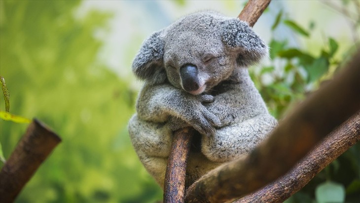 Koala chủ yếu ngủ vào ban ngày và ban đêm thức dậy để kiếm ăn. Tuy nhiên vì thời gian ngủ của chúng quá dài, từ 18-20 giờ một ngày, nên đối với chúng cũng chẳng hề có ngày hay đêm gì cả. Ảnh Khoa hoc