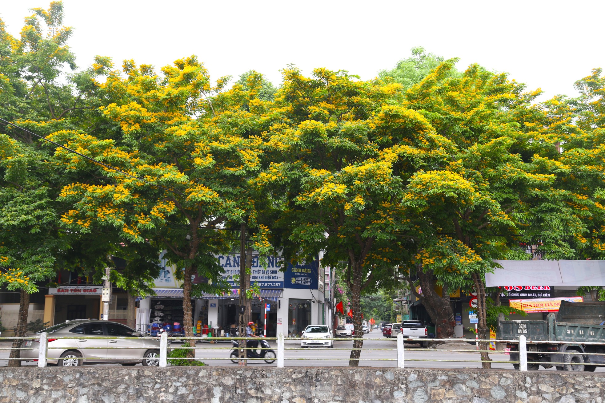 Image Thanh Hương image beautiful image beautiful image beautiful image beautiful image beautiful image beautiful image beautiful image beautiful image beautiful - Thanh Vinh is resplendent with yellow sandalwood flowers - Vietnam.vn