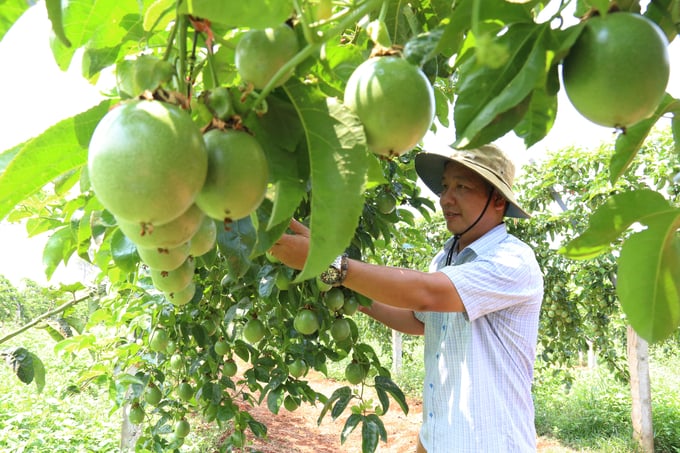 Ông Lương Thiện Thành, Giám đốc Công ty TNHH Nông nghiệp sạch Sài Gòn - Tây Nguyên bên trang trại chanh leo xanh mướt, trĩu quả giữa cao điểm khô hạn ở Tây Nguyên. Ảnh: Quang Yên.