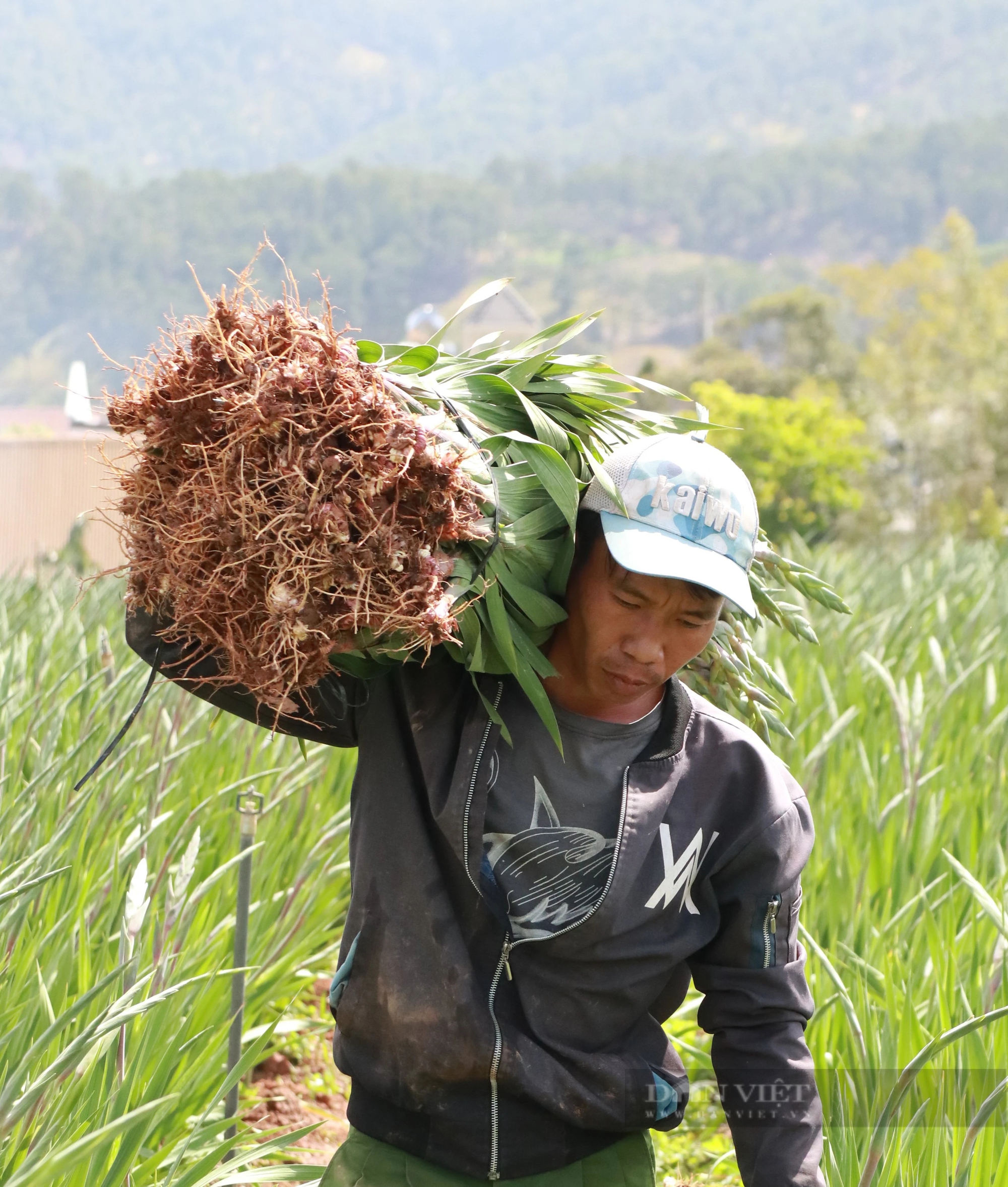 Giá hoa lay ơn giảm 1 nửa so với cùng kỳ, người dân Lâm Đồng chỉ lời 7 triệu đồng/sào- Ảnh 6.