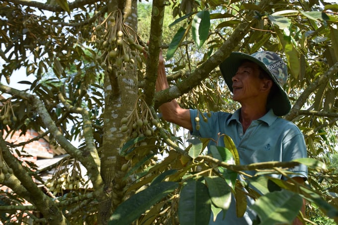 Những cây sầu riêng ra hoa lứa đầu của ông Võ Hoàng Hiền ở thôn Thạch Long 2, xã Ân Tường Đông (huyện Hoài Ân, Bình Định). Ảnh: V.Đ.T.