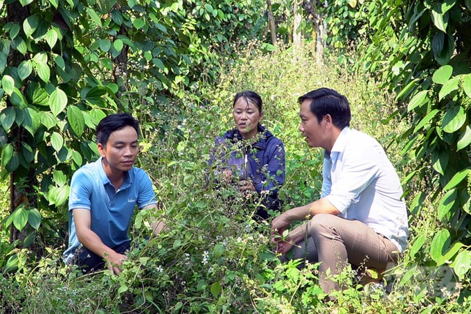 Cỏ dại giúp khu vườn của bà Hằng giữ được độ ẩm. Ảnh: Võ Dũng.