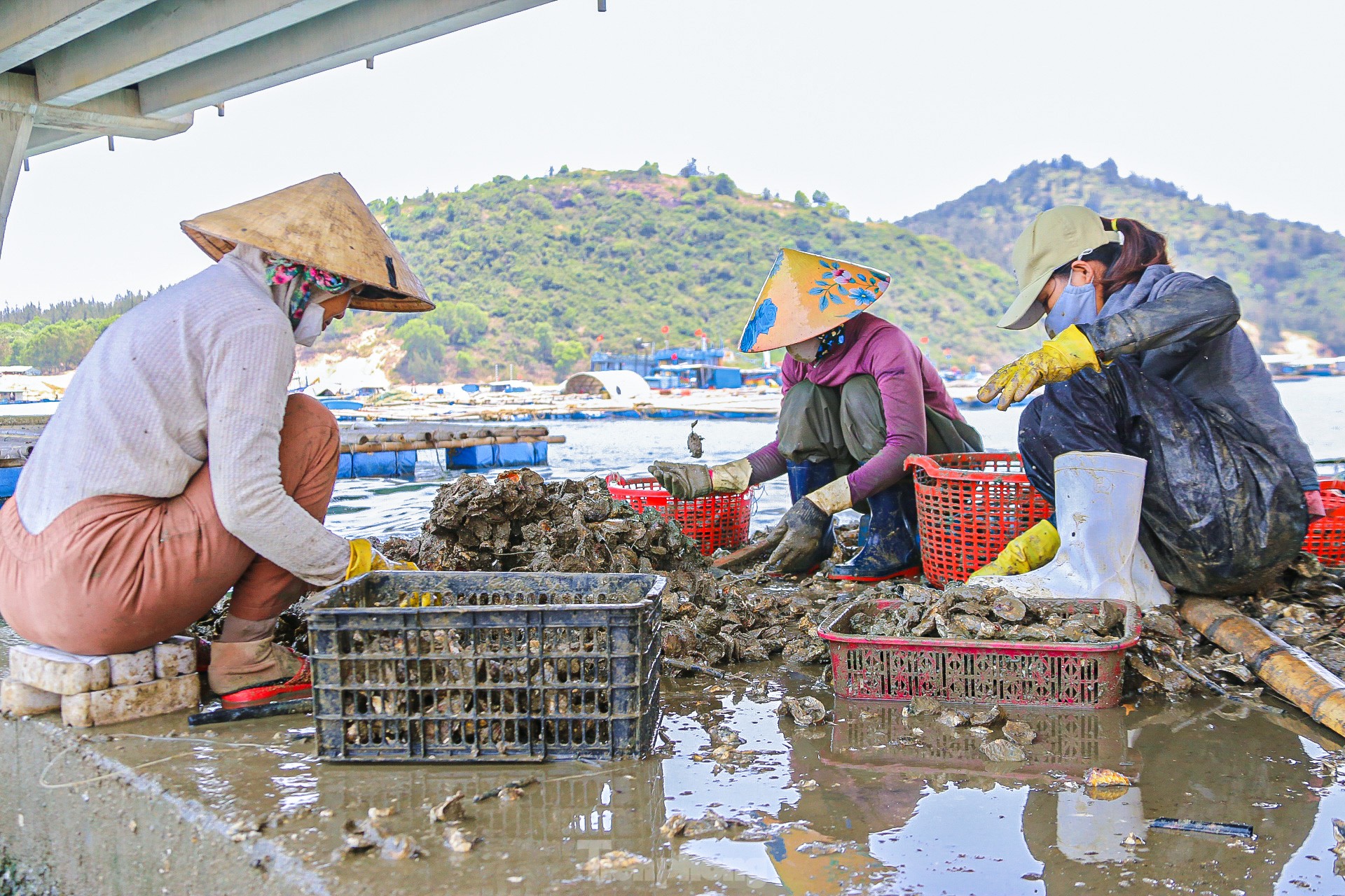 Mùa thu hoạch hàu dưới chân cầu Đề Gi ảnh 5