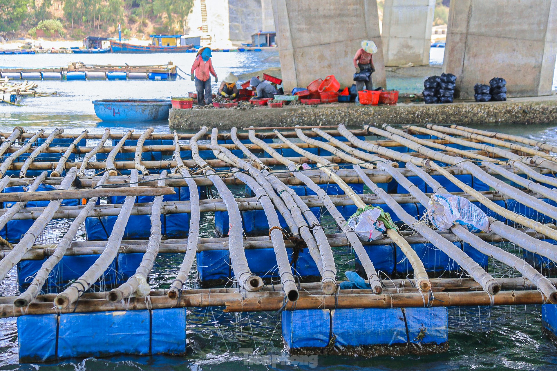 Mùa thu hoạch hàu dưới chân cầu Đề Gi ảnh 8