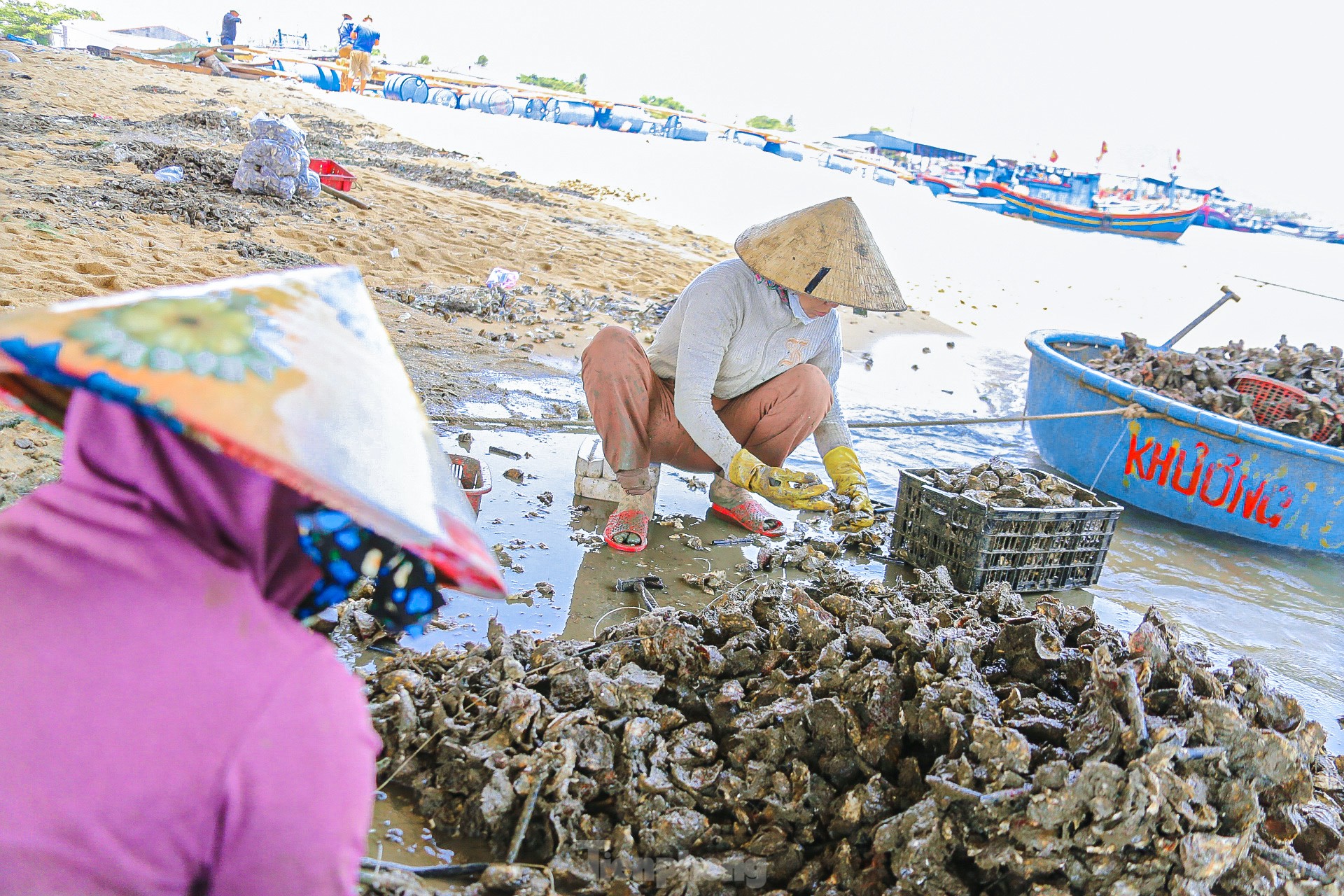 Mùa thu hoạch hàu dưới chân cầu Đề Gi ảnh 13