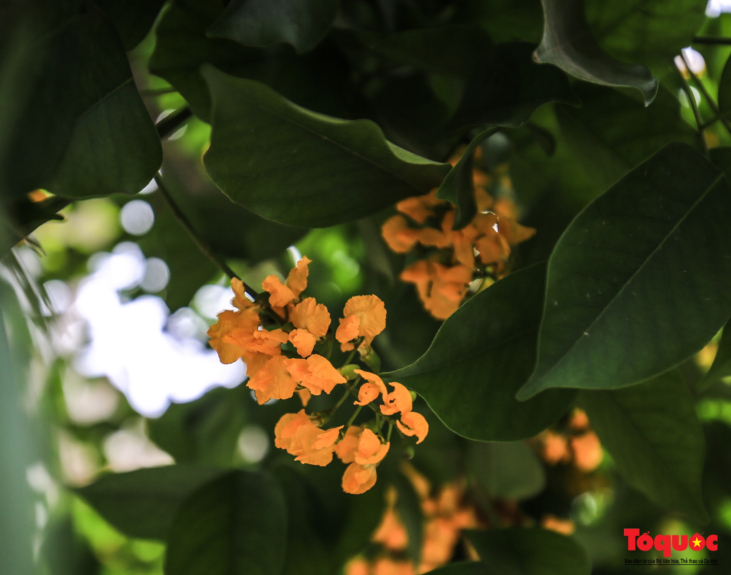 Mùa hoa Giáng Hương "nhuộm" vàng rực rỡ đường phố Hà Nội - Ảnh 3. Mùa hoa Giáng Hương "nhuộm" vàng rực rỡ đường phố Hà Nội - Ảnh 3.