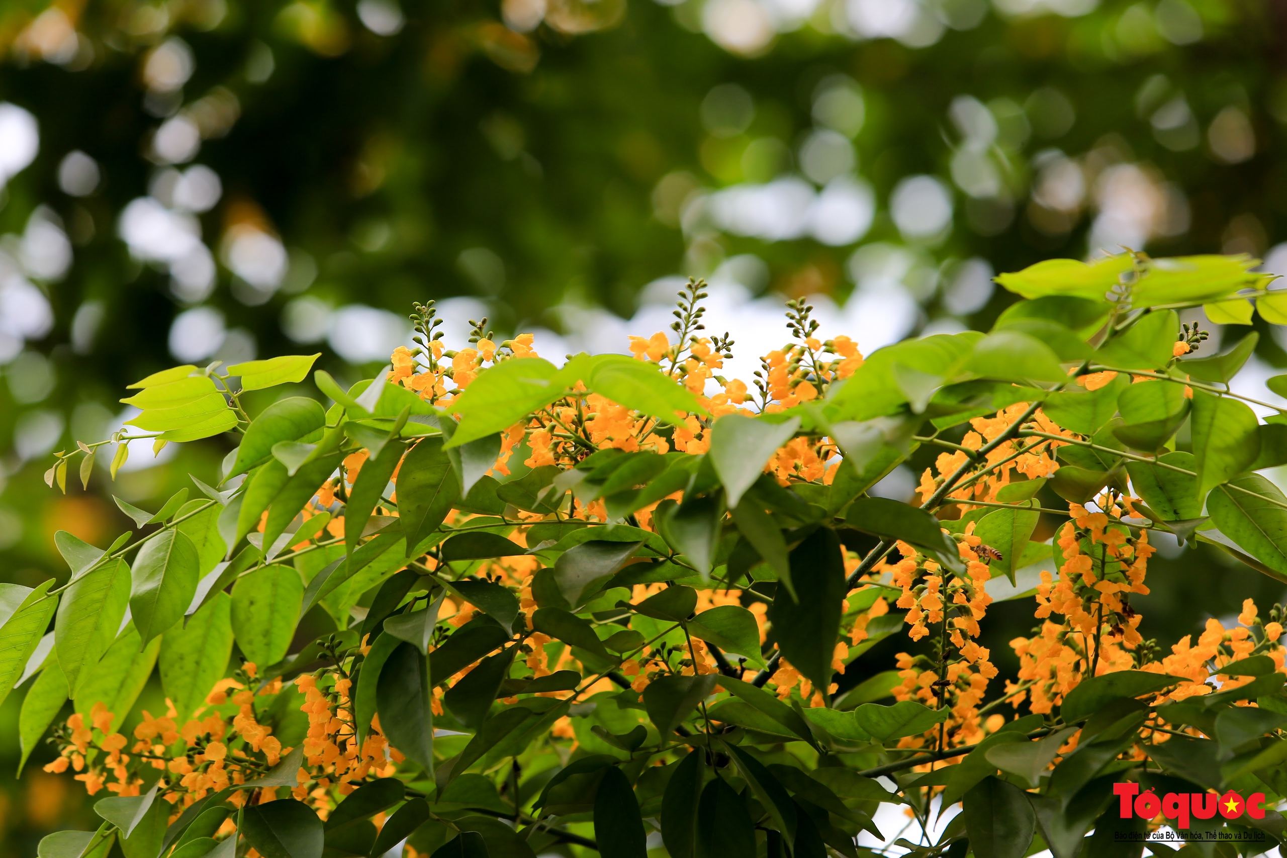 Mùa hoa Giáng Hương "nhuộm" vàng rực rỡ đường phố Hà Nội - Ảnh 4. Mùa hoa Giáng Hương "nhuộm" vàng rực rỡ đường phố Hà Nội - Ảnh 4.