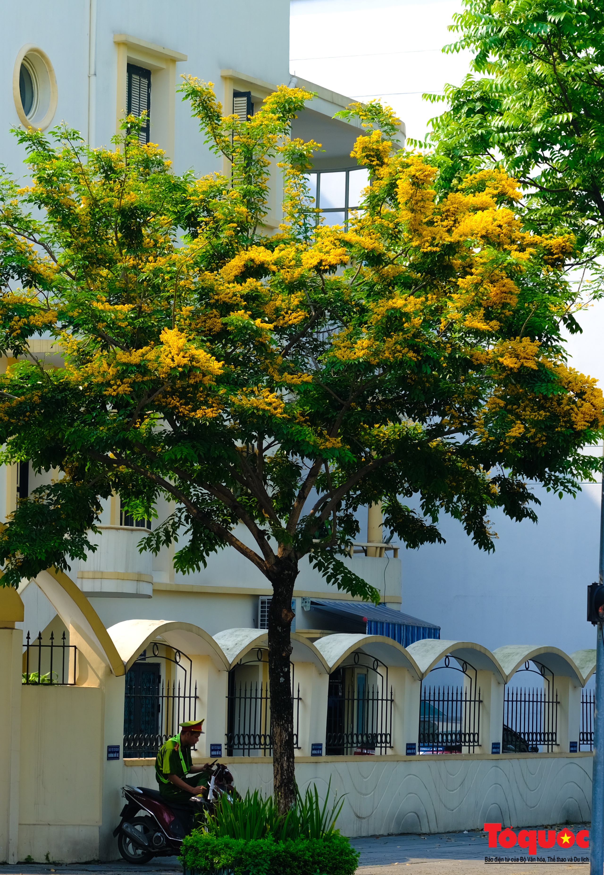 Mùa hoa Giáng Hương "nhuộm" vàng rực rỡ đường phố Hà Nội - Ảnh 5. Mùa hoa Giáng Hương "nhuộm" vàng rực rỡ đường phố Hà Nội - Ảnh 5.