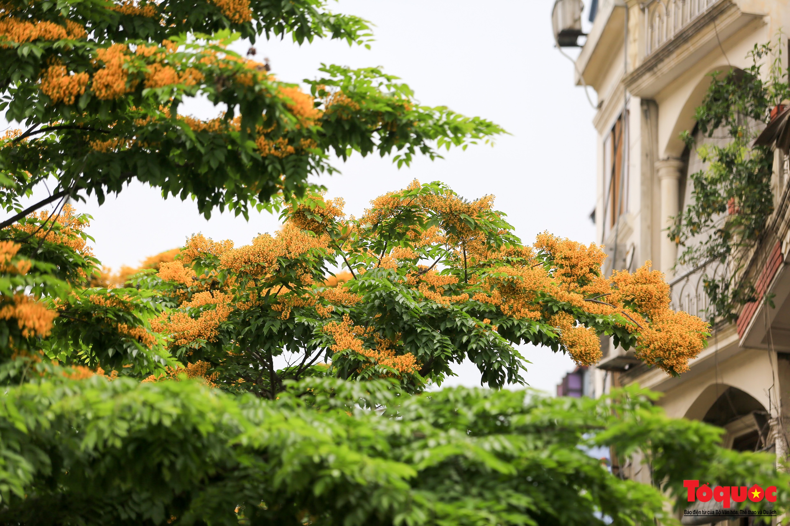 Mùa hoa Giáng Hương "nhuộm" vàng rực rỡ đường phố Hà Nội - Ảnh 6. Mùa hoa Giáng Hương "nhuộm" vàng rực rỡ đường phố Hà Nội - Ảnh 6.