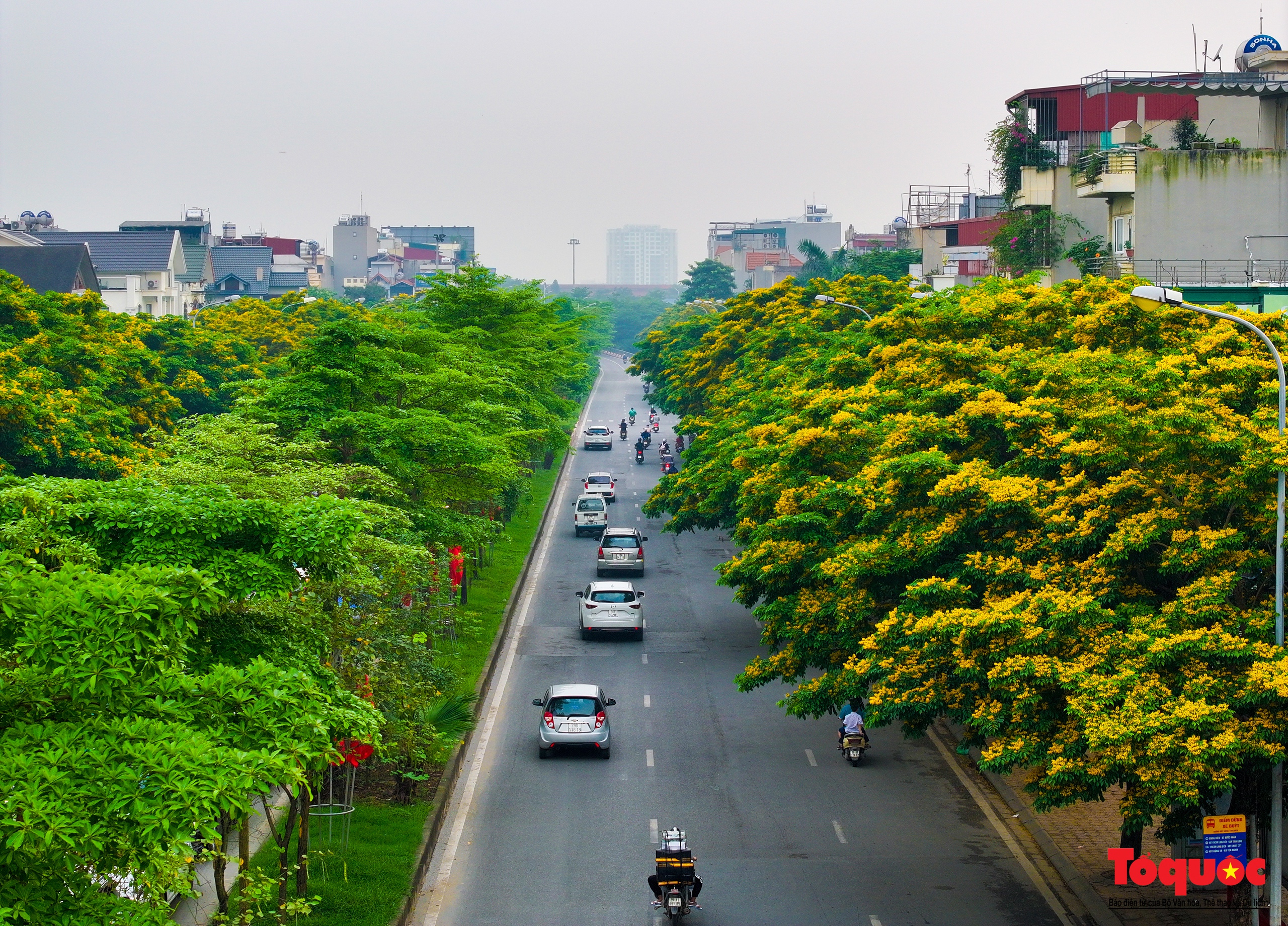 Mùa hoa Giáng Hương "nhuộm" vàng rực rỡ đường phố Hà Nội - Ảnh 9. Mùa hoa Giáng Hương "nhuộm" vàng rực rỡ đường phố Hà Nội - Ảnh 9.