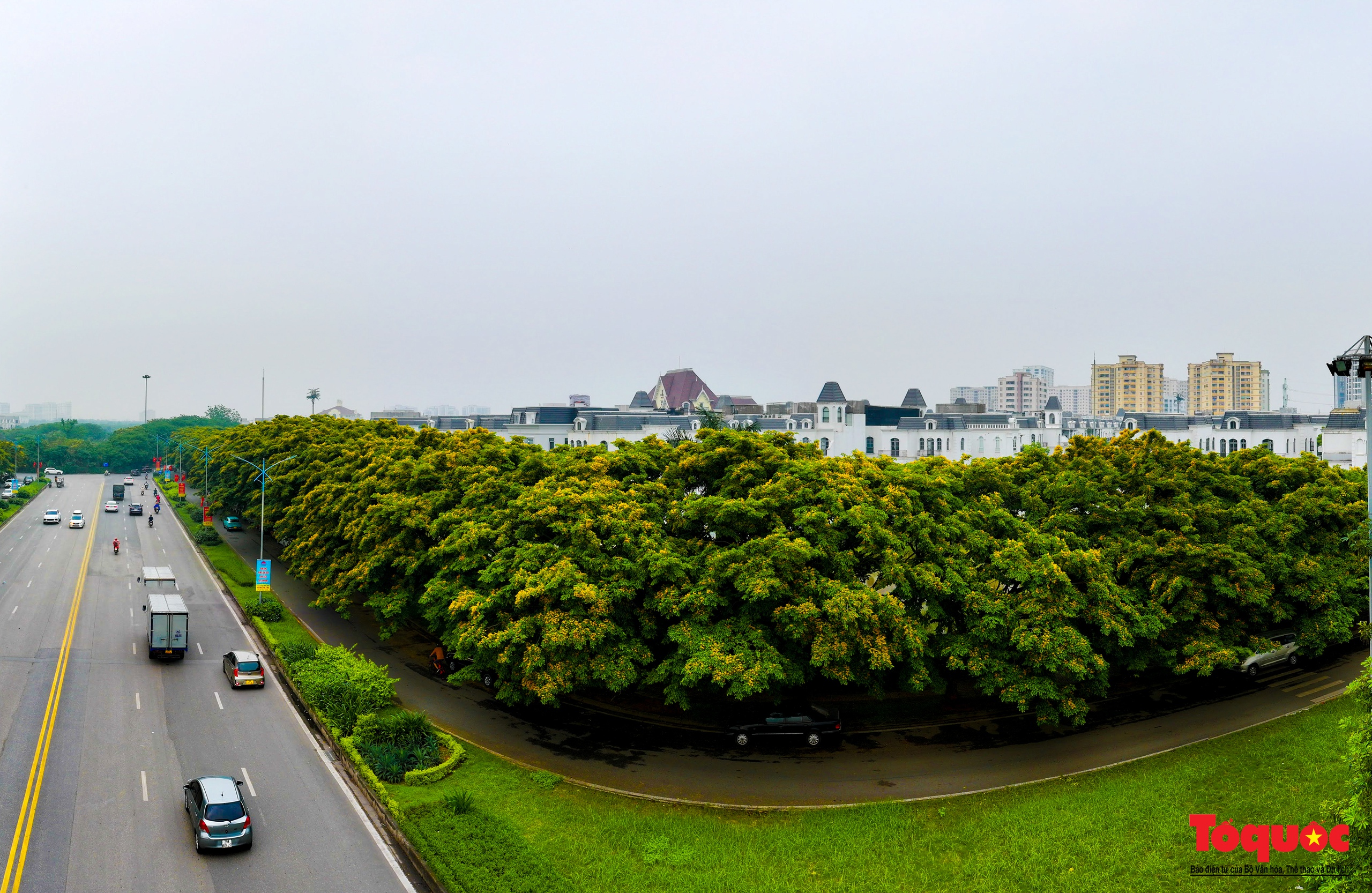 Mùa hoa Giáng Hương "nhuộm" vàng rực rỡ đường phố Hà Nội - Ảnh 11. Mùa hoa Giáng Hương "nhuộm" vàng rực rỡ đường phố Hà Nội - Ảnh 11.