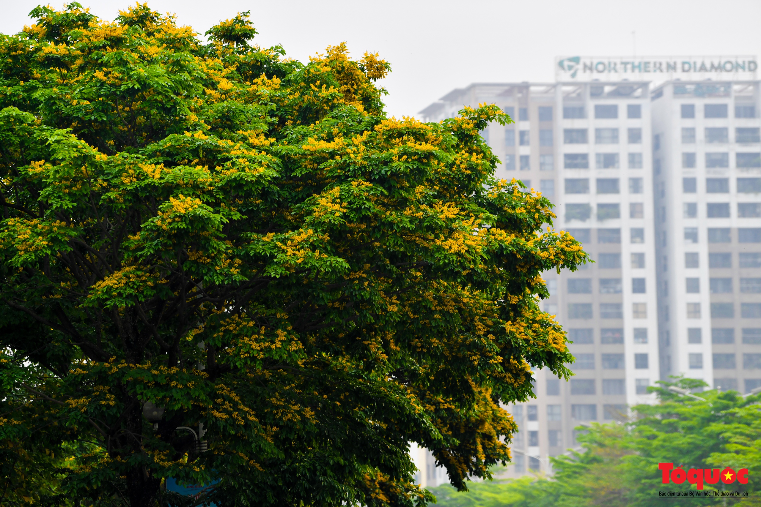 Mùa hoa Giáng Hương "nhuộm" vàng rực rỡ đường phố Hà Nội - Ảnh 10. Mùa hoa Giáng Hương "nhuộm" vàng rực rỡ đường phố Hà Nội - Ảnh 10.