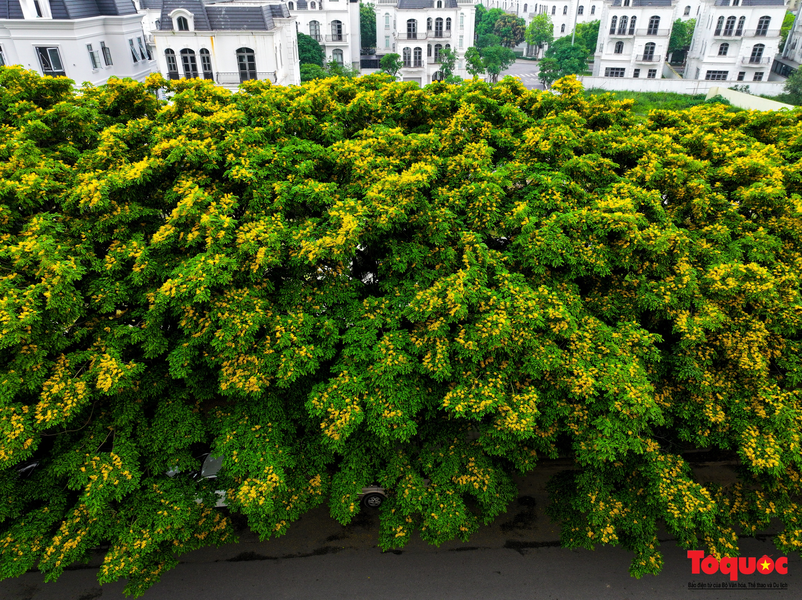 Mùa hoa Giáng Hương "nhuộm" vàng rực rỡ đường phố Hà Nội - Ảnh 12. Mùa hoa Giáng Hương "nhuộm" vàng rực rỡ đường phố Hà Nội - Ảnh 12.