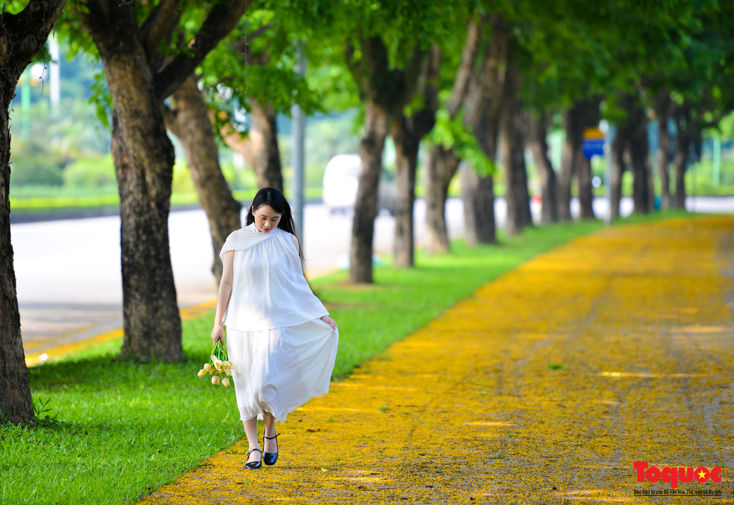 Mùa hoa Giáng Hương "nhuộm" vàng rực rỡ đường phố Hà Nội - Ảnh 14. Mùa hoa Giáng Hương "nhuộm" vàng rực rỡ đường phố Hà Nội - Ảnh 14.