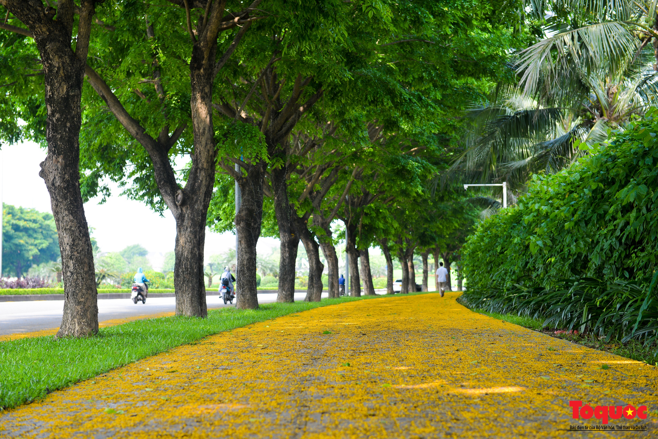 Mùa hoa Giáng Hương "nhuộm" vàng rực rỡ đường phố Hà Nội - Ảnh 13. Mùa hoa Giáng Hương "nhuộm" vàng rực rỡ đường phố Hà Nội - Ảnh 13.
