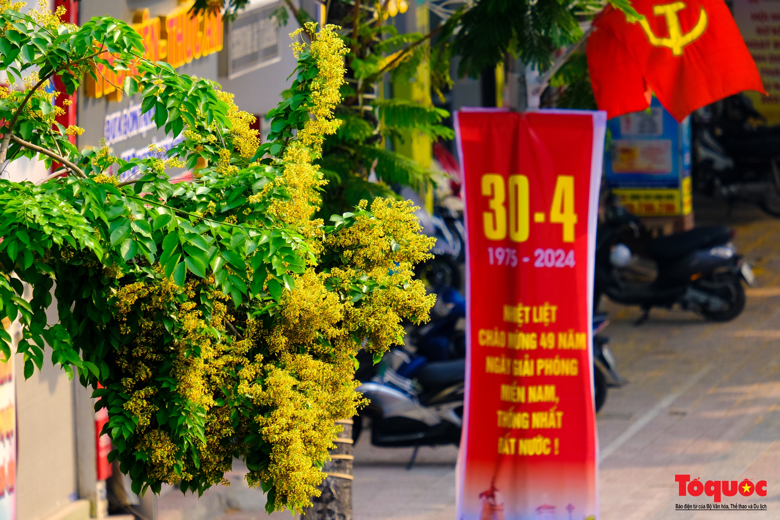 Mùa hoa Giáng Hương "nhuộm" vàng rực rỡ đường phố Hà Nội - Ảnh 17. Mùa hoa Giáng Hương "nhuộm" vàng rực rỡ đường phố Hà Nội - Ảnh 17.