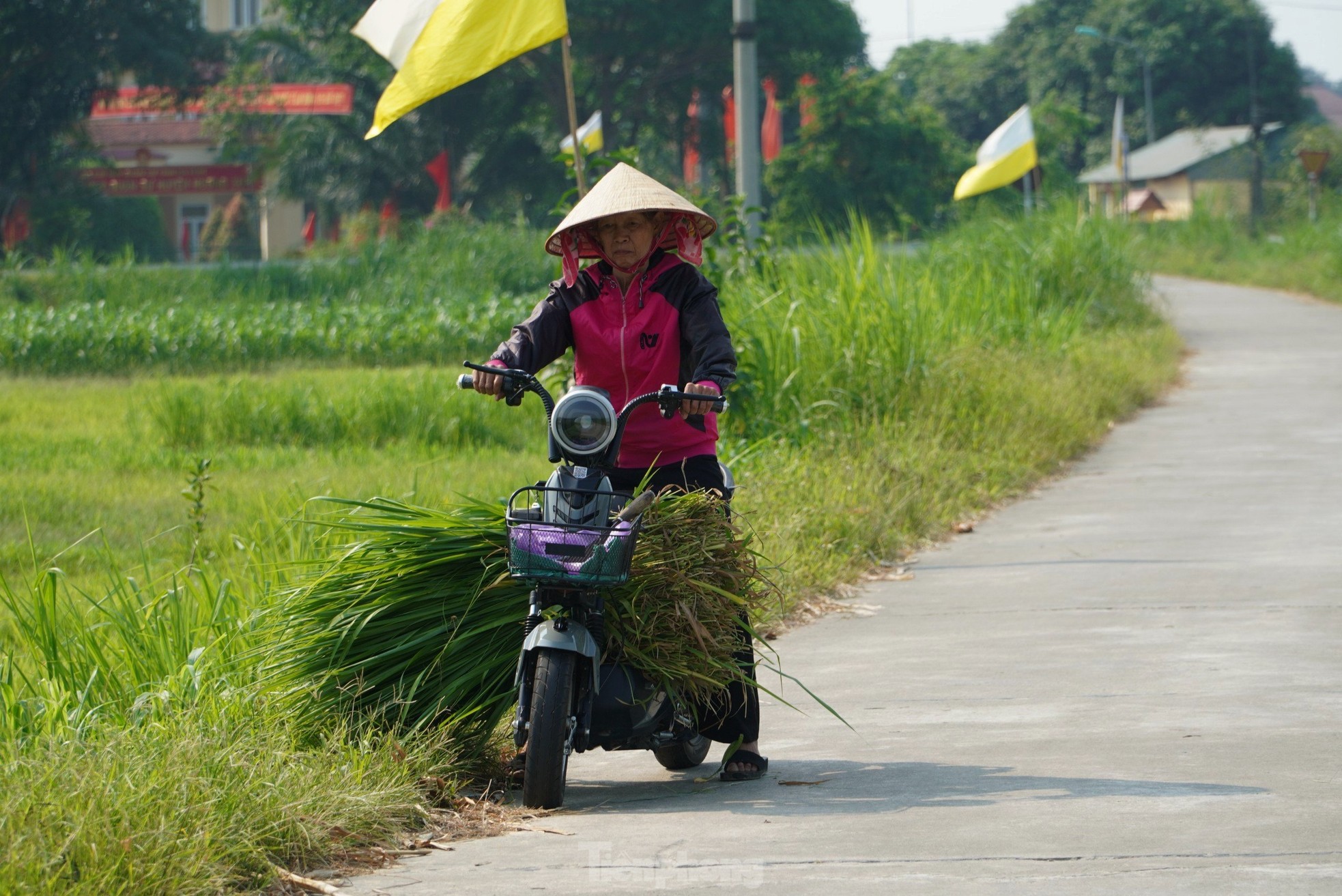 Nông dân vất vả mưu sinh giữa nắng nóng đỉnh điểm ảnh 11