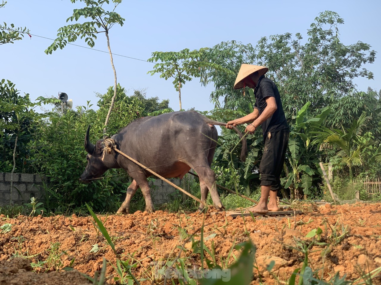 Nông dân vất vả mưu sinh giữa nắng nóng đỉnh điểm ảnh 10