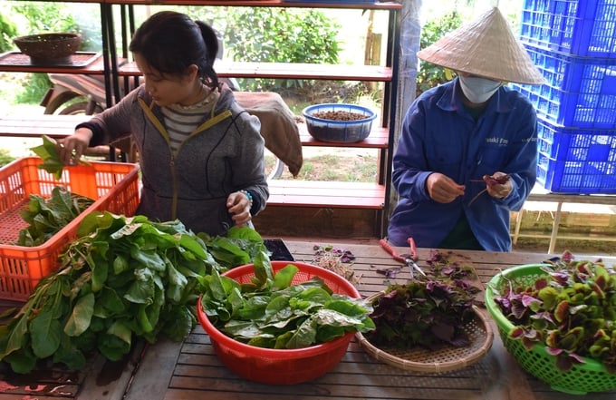 Trước khi đóng gói, rau của Yuuki Farm được nhân công cắt rửa sạch sẽ. Ảnh: V.Đ.T.