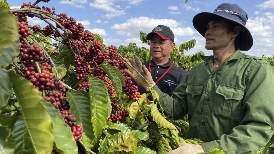 Thị trường diễn biến trái chiều, Arabica tăng mức cao nhất, Robusta giảm 2 phiên liên tiếp từ mức cao kỷ lục