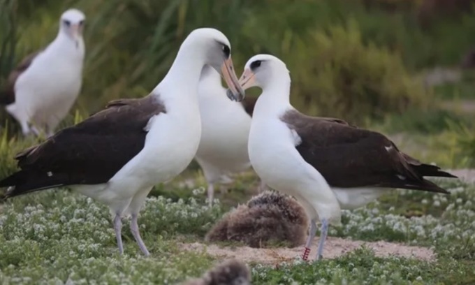 Chim hải âu Wisdom (ngoài cùng bên phải) tích cực tán tỉnh bạn tình tiềm năng mới. Ảnh: USFWS