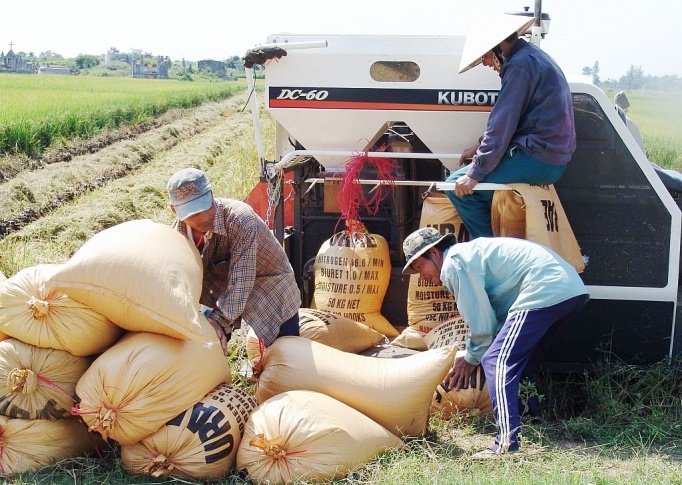 Giá lúa gạo hôm nay ngày 17/4: Giá lúa vững, giá gạo sụt nhẹ