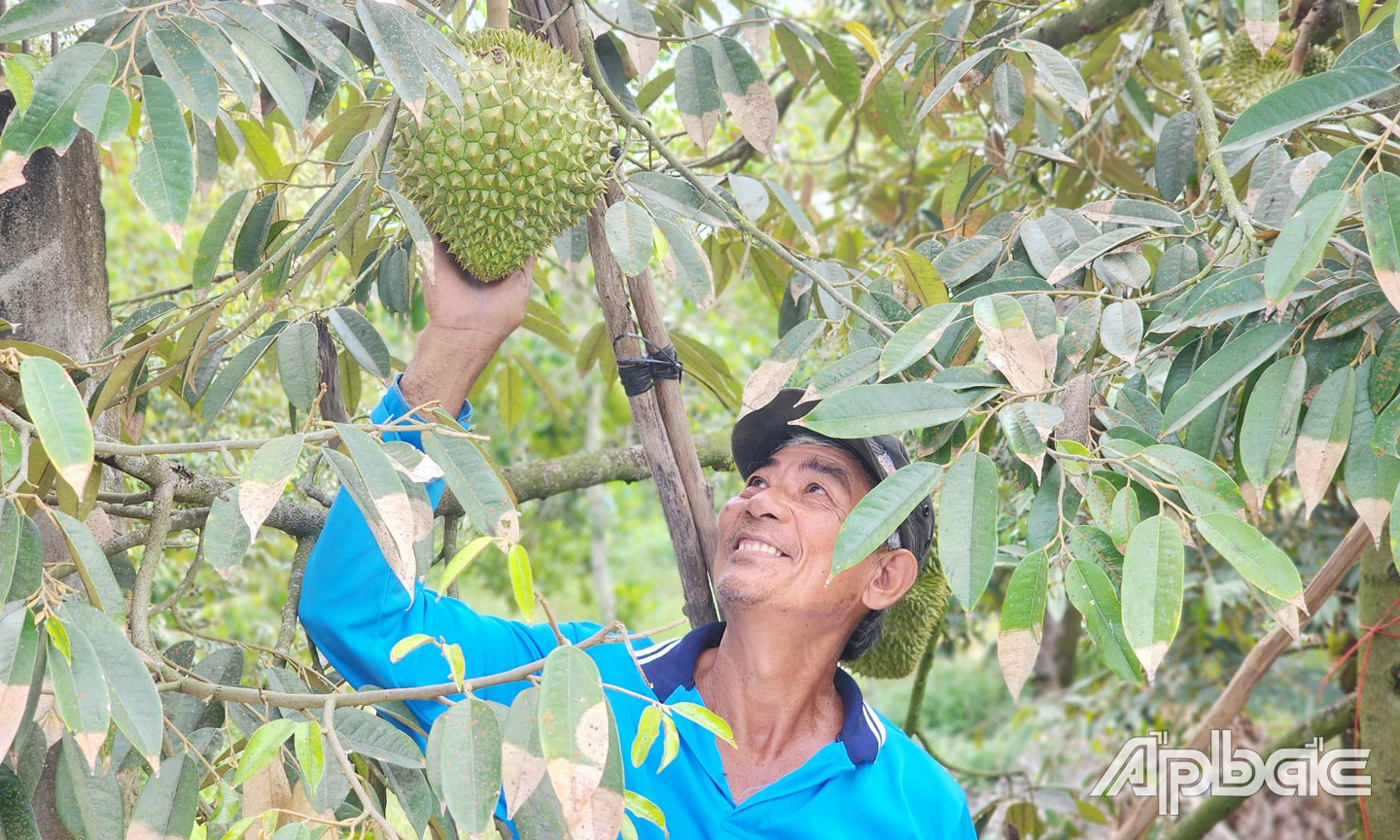 Giá sầu riêng tại một tỉnh ở miền Tây bất ngờ giảm mạnh, nhà vườn lo ngay ngáy - Ảnh 1.