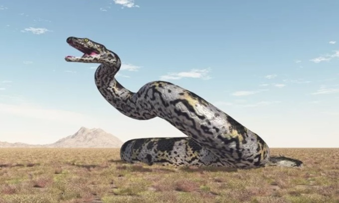 Vasuki Indicus có thể cạnh tranh danh hiệu rắn lớn nhất hành tinh với Titanoboa. Ảnh: iStock