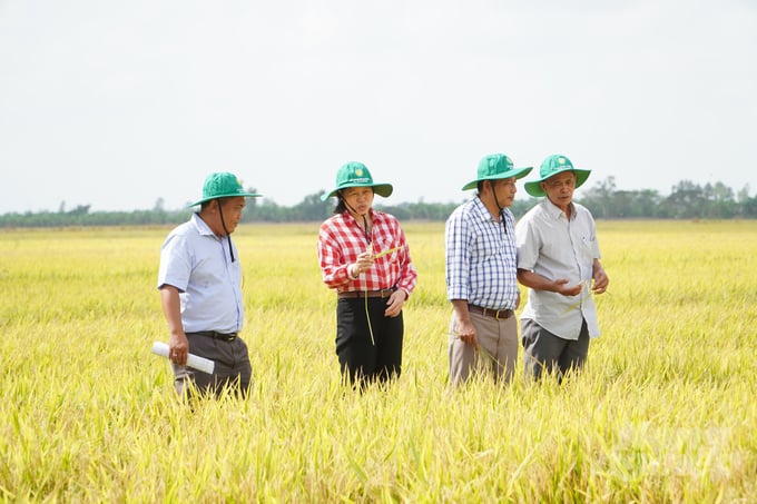 Ngành nông nghiệp huyện Vĩnh Thạnh khảo sát, đánh giá mô hình nông nghiệp ứng dụng phân bón hữu cơ trùn quế cho cây lúa của Công ty TNHH Thành Chào. Ảnh: Kim Anh.