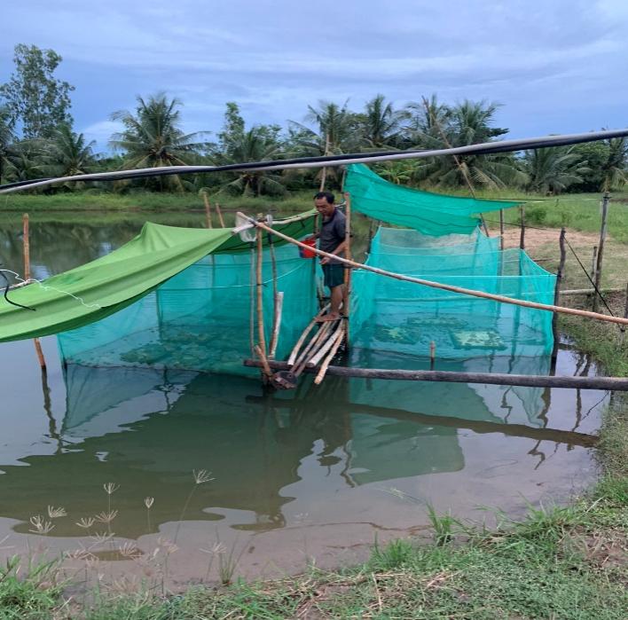 Mô hình nuôi ếch dày đặc dưới ao, trên trồng mai vàng ở một xã của Sóc Trăng đang được người ta đến xem- Ảnh 2.