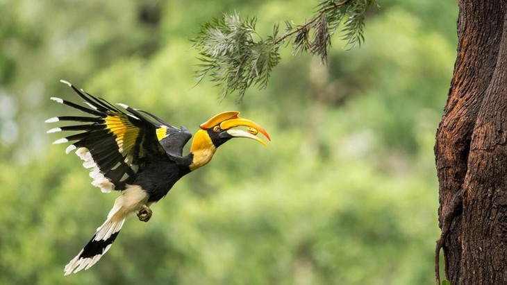 Hồng hoàng có tên khoa học Buceros bicornis, là loài chim mỏ sừng lớn nhất trong họ Hồng hoàng, với trọng lượng có thể lên đến 4kg, đạt chiều dài cơ thể 90-122cm. Ảnh Wiki