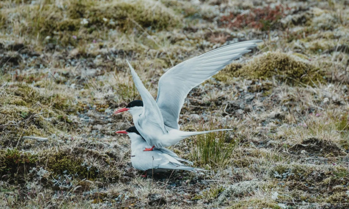 Một đôi nhạn Bắc Cực ở Iceland. Ảnh: Misha Martin/UnSplash