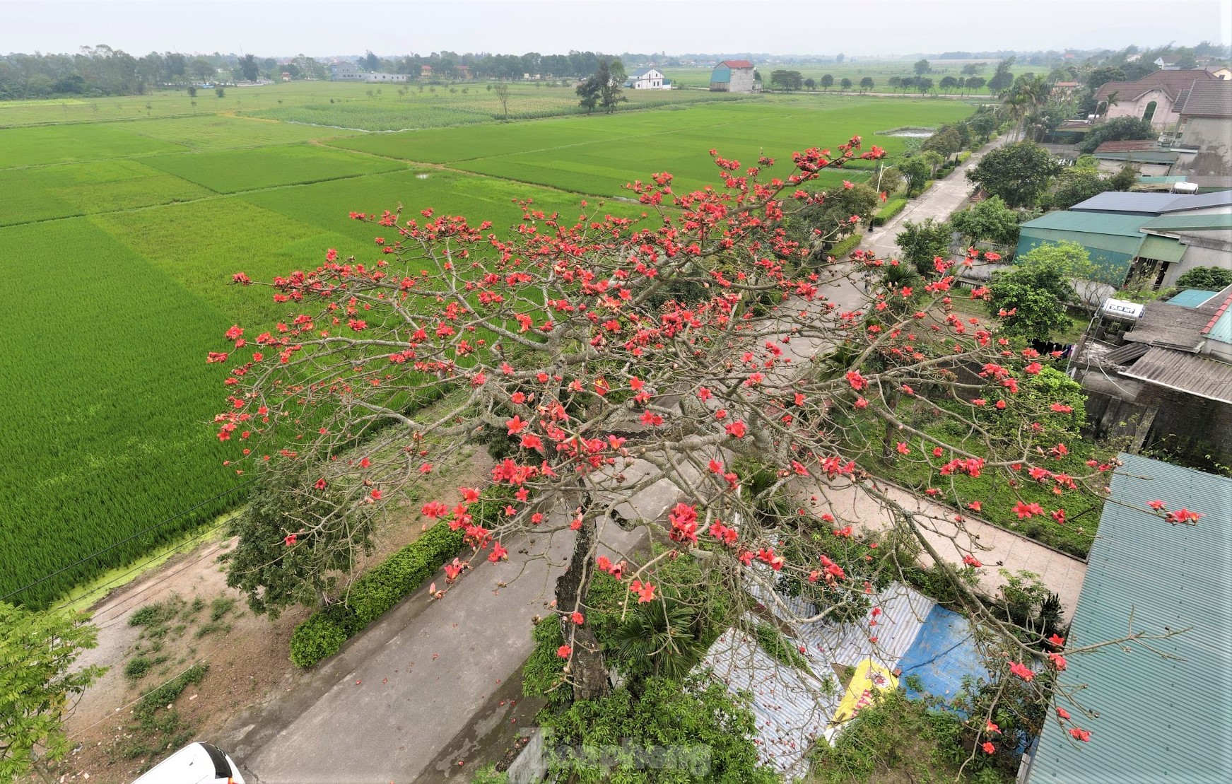 Mê mẩn những cây hoa gạo cổ thụ bung nở trên quê hương Đại thi hào Nguyễn Du ảnh 1