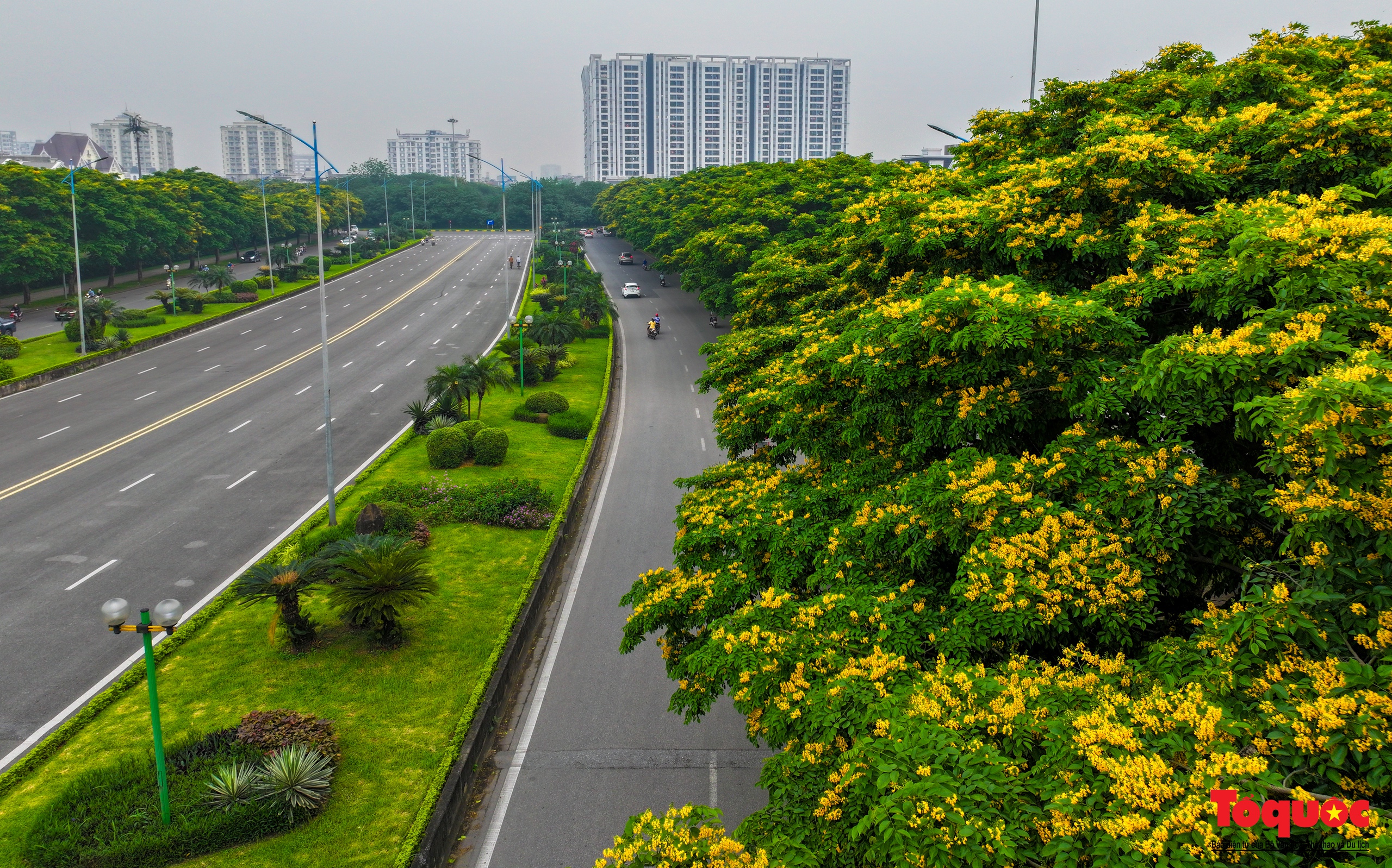 Mùa hoa Giáng Hương "nhuộm" vàng rực rỡ đường phố Hà Nội - Ảnh 1. Mùa hoa Giáng Hương "nhuộm" vàng rực rỡ đường phố Hà Nội - Ảnh 1.