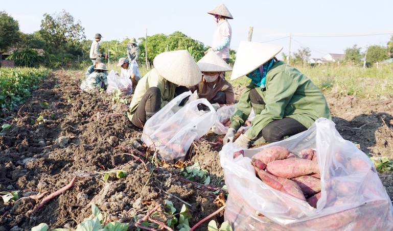 Người trồng khoai lang đối mặt nguy cơ thua lỗ nặng