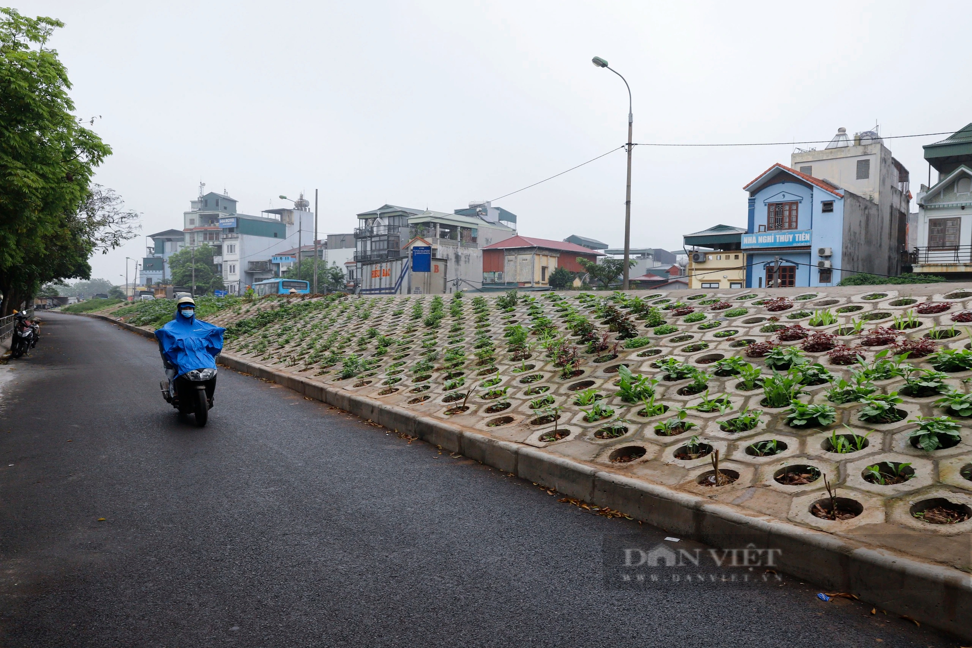 Những luống rau xanh 