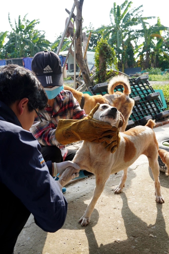 Các tình nguyện viên tại trạm cứu hộ chó mèo tại huyện Thanh Oai đang điều trị bệnh cho các thú cưng được giải cứu năm 2023. Ảnh Nhân vật cung cấp