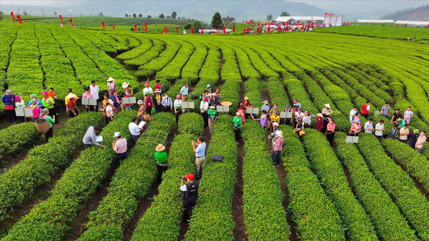 Ngay từ sáng sớm đông đảo người dân, du khách đã tập trung về vùng chè xã Phúc Khoa huyện Tân Uyên để xem cuộc thi hái, sao chè của bà con nông dân.