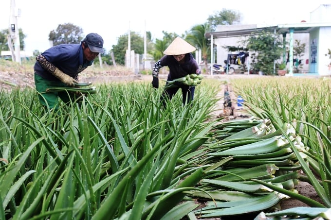 Hiện nay giống nha đam của người dân thường bị thối nhũn, do vậy cần được thay thế bằng giống nuôi cấy mô. Ảnh: M.P.