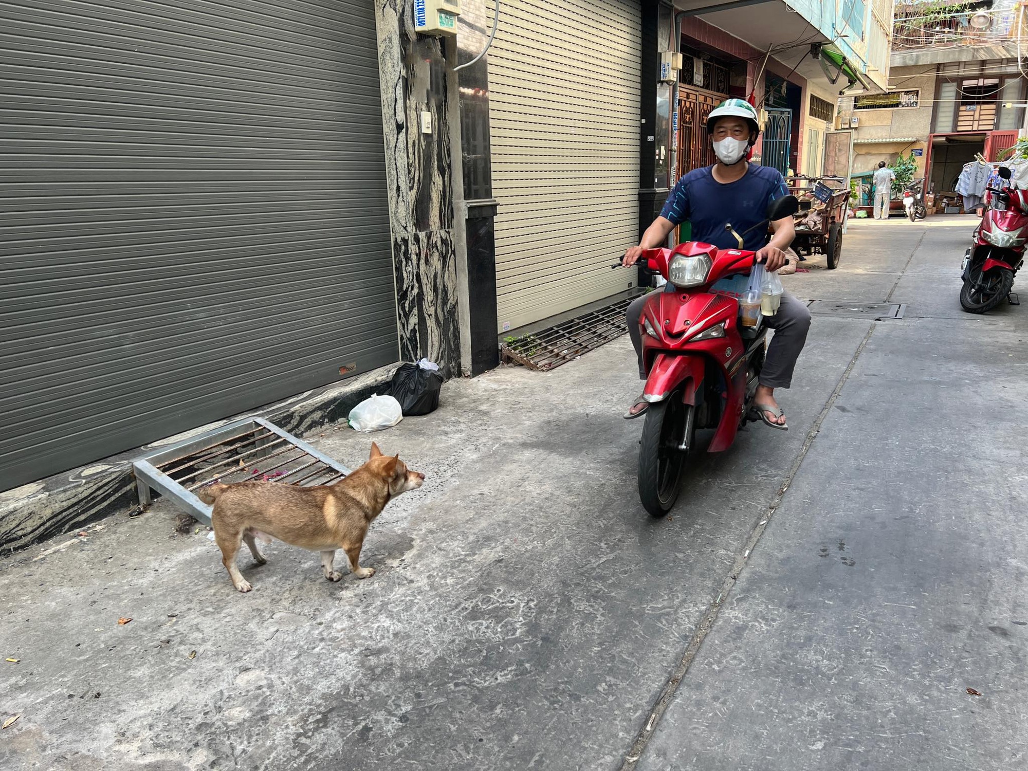 Nhiều người dân thả chó mèo tự do, chó mèo có thể phóng uế hoặc cắn người đi đường mà người nuôi không biết - Ảnh: MÂY TRẮNG